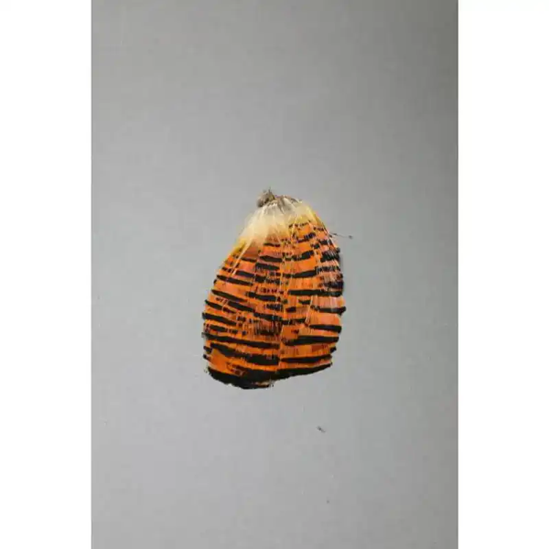 Tijdelijk Beschikbaar Golden Pheasant Tippet Section - Natural