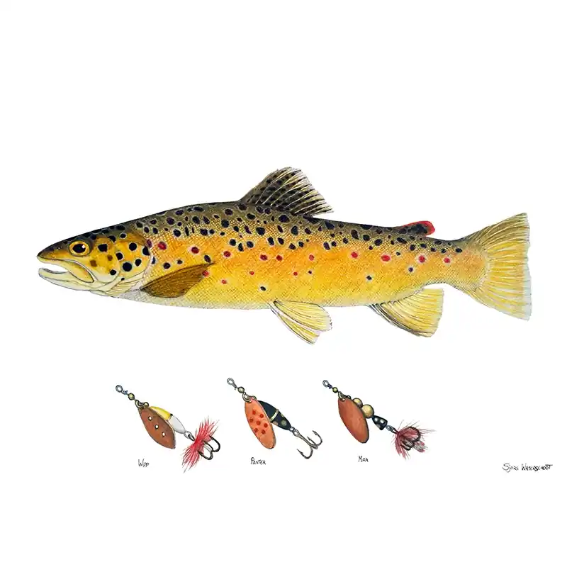 Myran Framed Brown Trout Poster Premium