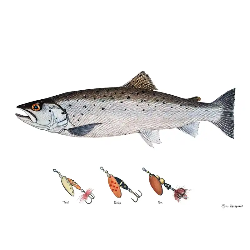 Myran Framed Sea Trout Poster Favoriet