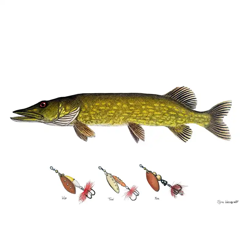 Koop Online Myran Framed Pike Poster