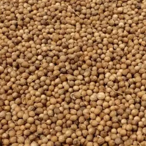 Favoriet Koreander Zaad 1 Kg
