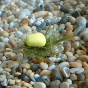 Superprijs Enterprise Tackle Sweetcorn Yellow