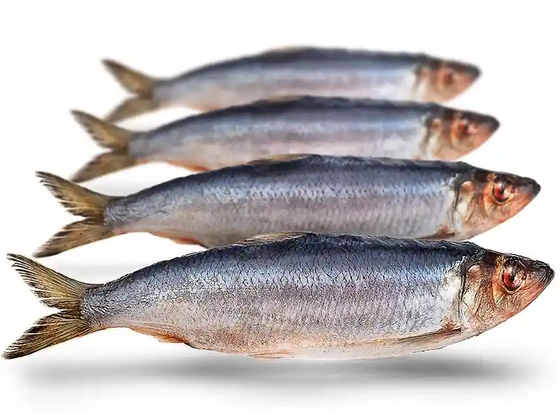 Prebaits Grote Haring Lage Prijs