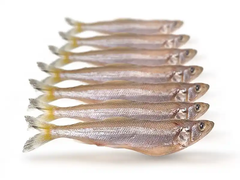 Exclusieve Aanbieding Prebaits Spiering