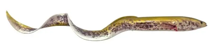 Savage Gear Real Eel 30cm (56g) Purple Eel Koop Online