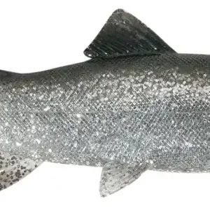 Uni Cat Trout Softbait 15cm (2pcs) BT Bestseller