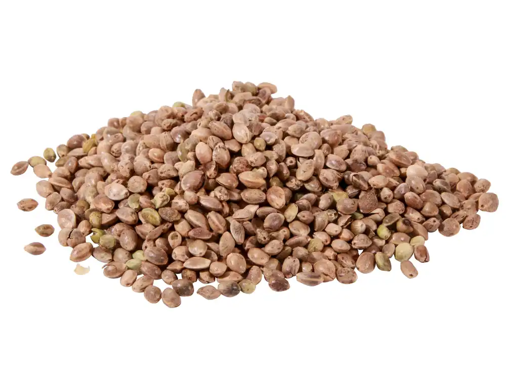 Hemp - 2,5kg Beperkte Voorraad