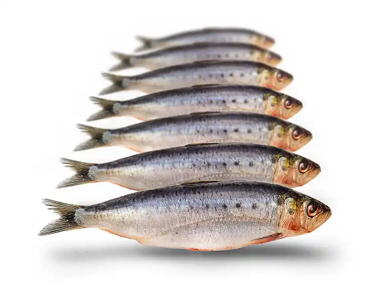 PREBAITS Sardines Klein - Vacuüm Verpakt Exclusieve Aanbieding